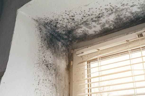 Affordable Mold Removal solutions in Rockville, MD